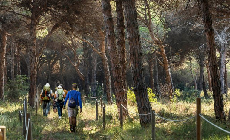 Ruta Guiada en la Pineda del Remolar