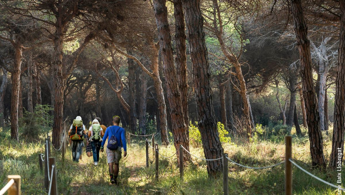 Ruta Guiada en la Pineda del Remolar