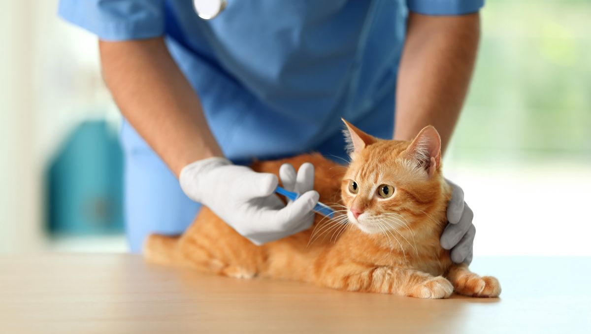 Los mejores veterinarios del Baix Llobregat.