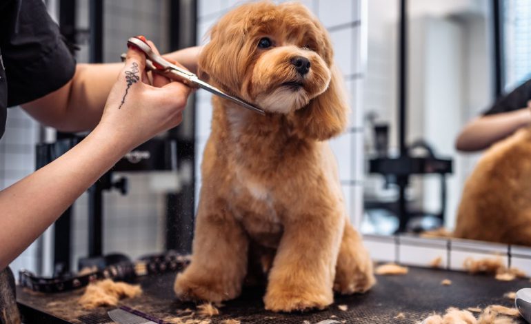 Peluquerías para mascotas en el Baix Llobregat.