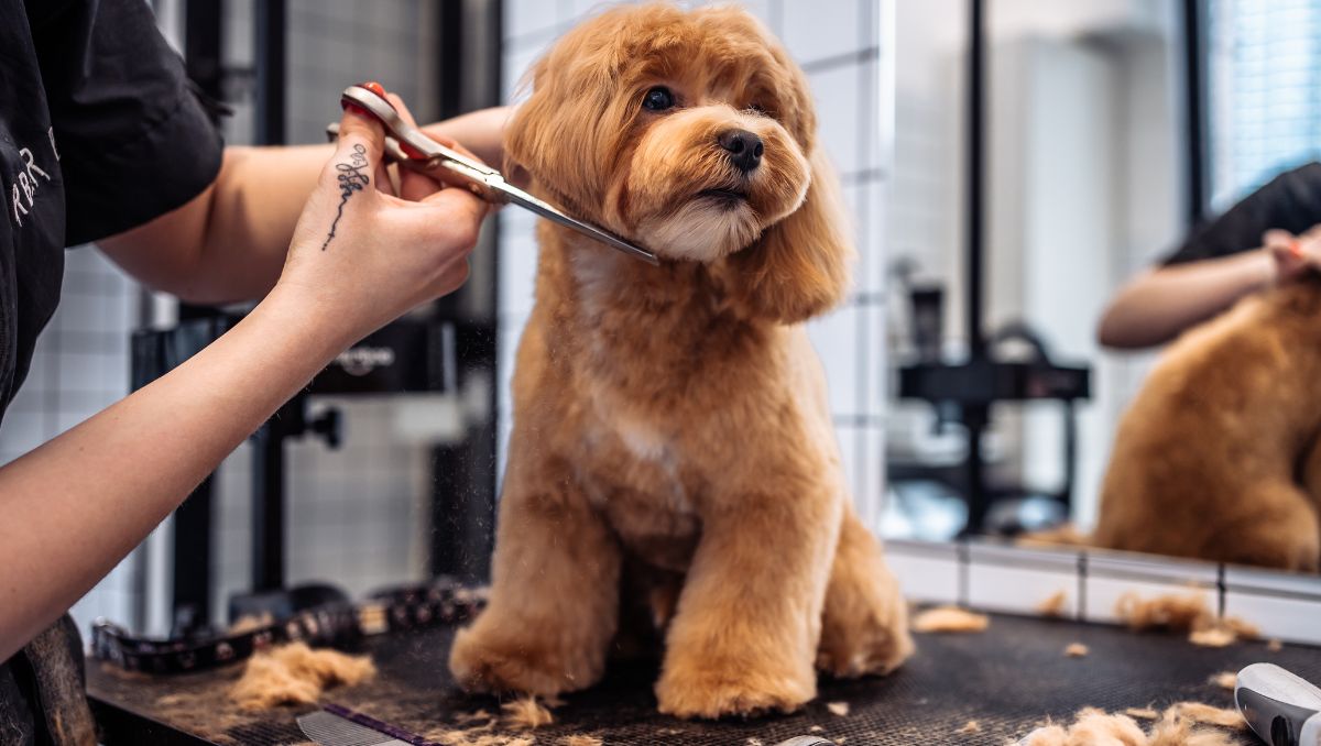 Peluquerías para mascotas en el Baix Llobregat.