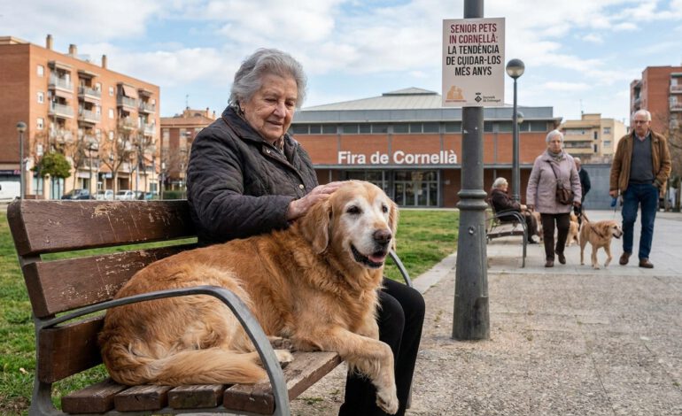 Mascotas senior cuidar más en Baix Llobregat Barcelona