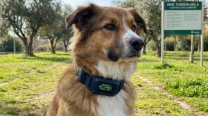 Wearables para perros collares inteligentes Baix Llobregat