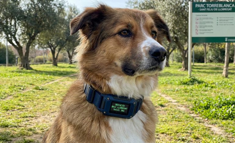 Wearables para perros collares inteligentes Baix Llobregat